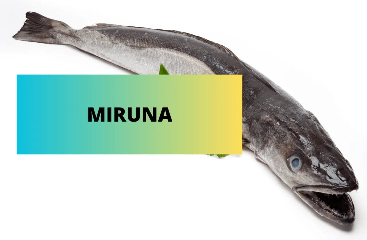 Poznaj wygląd miruny: fascynująca ryba o niezwykłych cechach